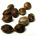 Семена марихуаны АК-47  (Seeds AK-47) в Каргополе